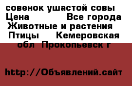 совенок ушастой совы › Цена ­ 5 000 - Все города Животные и растения » Птицы   . Кемеровская обл.,Прокопьевск г.